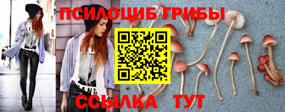 Псилоцибиновые грибы Psilocybine cubensis Петрозаводск